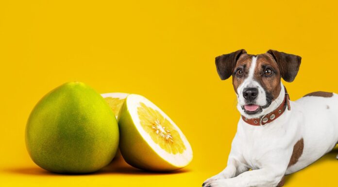 Can Dogs Eat Pomelo? A Complete Guide to Sharing This Citrus Fruit With Your Furry Friend Can Dogs Eat Pomelo? Vet