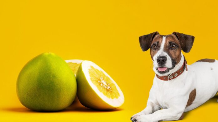 Can Dogs Eat Pomelo? Vet