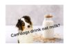 Can Dogs Drink Oat Milk? The Ultimate Guide for Pet Parents in 2024! Can Dogs Have Almond