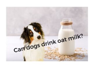 Can Dogs Drink Oat Milk? The Ultimate Guide for Pet Parents in 2024! Can Dogs Have Almond