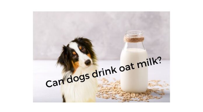 Can Dogs Drink Oat Milk? The Ultimate Guide for Pet Parents in 2024! Can Dogs Have Almond