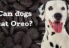 Help! My Dog Devoured an Entire Pack of Oreos – Here’s What You Need to Know Right Now! My dog ate Oreos. Should I be worried?