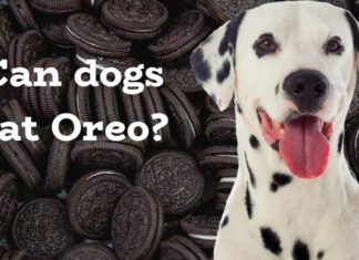 Help! My Dog Devoured an Entire Pack of Oreos – Here’s What You Need to Know Right Now! My dog ate Oreos. Should I be worried?