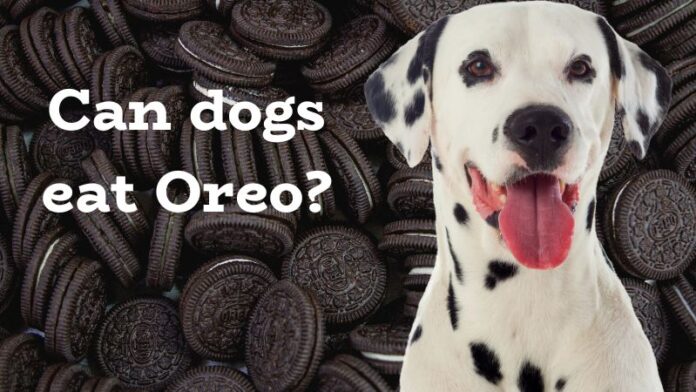 My dog ate Oreos. Should I be worried?