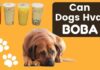 Is Boba Bad for Dogs? The Truth About Bubble Tea and Your Furry Friend Are tapioca pearls toxic to my dog if he eats 3 of them?