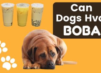 Is Boba Bad for Dogs? The Truth About Bubble Tea and Your Furry Friend Are tapioca pearls toxic to my dog if he eats 3 of them?