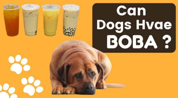 Is Boba Bad for Dogs? The Truth About Bubble Tea and Your Furry Friend Are tapioca pearls toxic to my dog if he eats 3 of them?