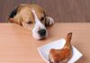 Is Teriyaki Sauce Safe for Dogs? A Pet Parent’s Complete Guide to Teriyaki and Your Furry Friend My dog just ate some of my teriyaki chicken bowl. Is this dangerous to him?
