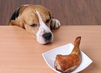 Is Teriyaki Sauce Safe for Dogs? A Pet Parent’s Complete Guide to Teriyaki and Your Furry Friend My dog just ate some of my teriyaki chicken bowl. Is this dangerous to him?