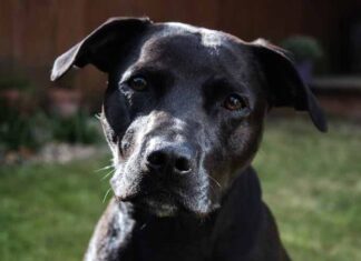 The Ultimate Guide to Black Labrastaff: Your Next Perfect Family Dog? Labrastaff