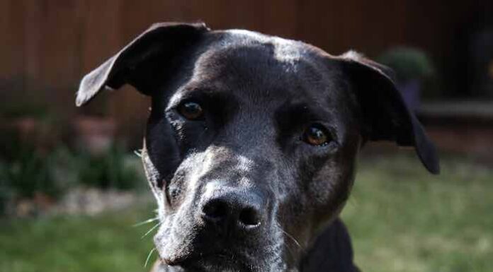 The Ultimate Guide to Black Labrastaff: Your Next Perfect Family Dog? Labrastaff