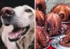 Can Dogs Eat Octopus? The Ultimate Guide to Feeding Your Furry Friend This Sea Creature Can Dogs Eat Octopus?