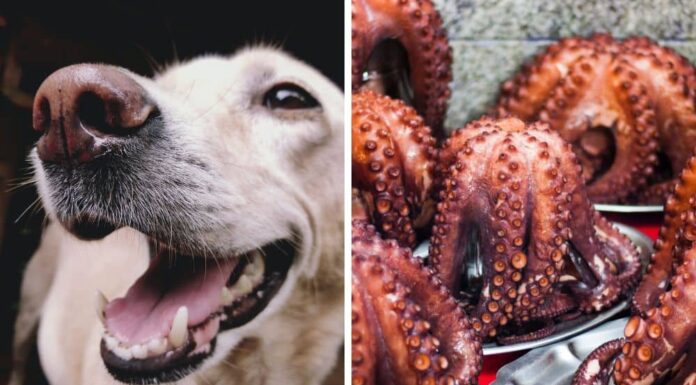 Can Dogs Eat Octopus? The Ultimate Guide to Feeding Your Furry Friend This Sea Creature Can Dogs Eat Octopus?