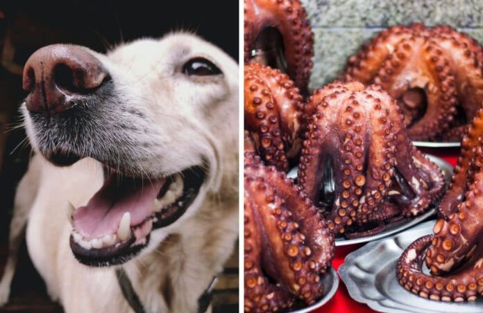 Can Dogs Eat Octopus?