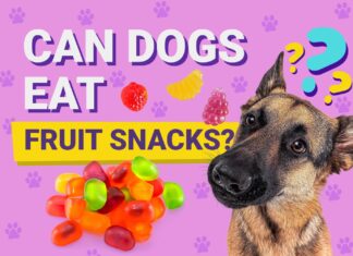 Help! My Dog Ate Fruit Snacks – Should I Panic? (A Pet Parent’s Complete Guide)
