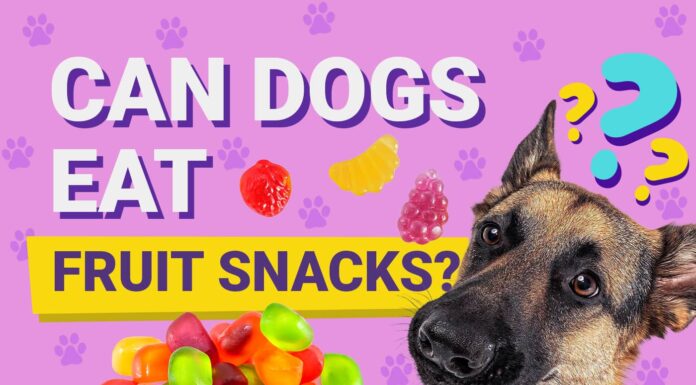 Help! My Dog Ate Fruit Snacks – Should I Panic? (A Pet Parent’s Complete Guide)