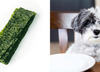 Can Dogs Eat Dried Seaweed? A Complete Guide to Feeding Your Furry Friend This Superfood!