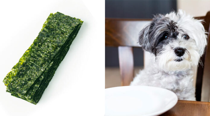 Can Dogs Eat Dried Seaweed Snacks? A Complete Guide for Pet Parents +