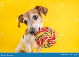 Help! My Dog Ate a Lollipop – Should I Panic? Here’s What You Need to Know
