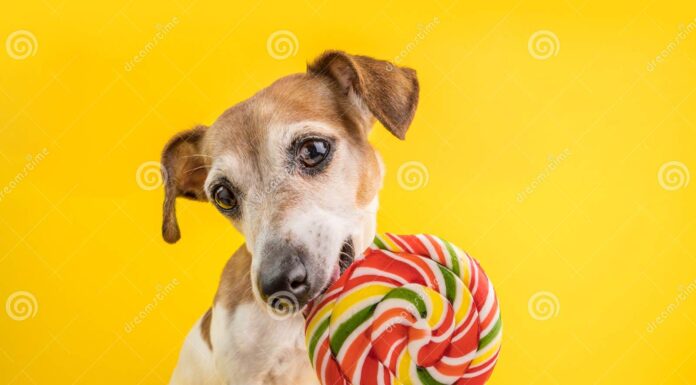 Help! My Dog Ate a Lollipop – Here’s What You Need to Know Right Now!