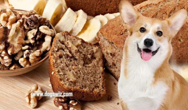 Can Dogs Eat Banana Bread With Walnuts? What You Need to Know Before ...