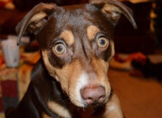 The Ultimate Guide to Bossie Dogs: Your New Best Friend with a Big Heart! Bossie Dog Breed Information & Characteristics