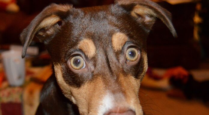 The Ultimate Guide to Bossie Dogs: Your New Best Friend with a Big Heart! Bossie Dog Breed Information & Characteristics