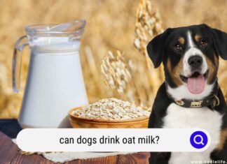 Can Dogs Drink Oat Milk? The Ultimate Guide to Treating Your Furry Friend! Can Dogs Have Almond