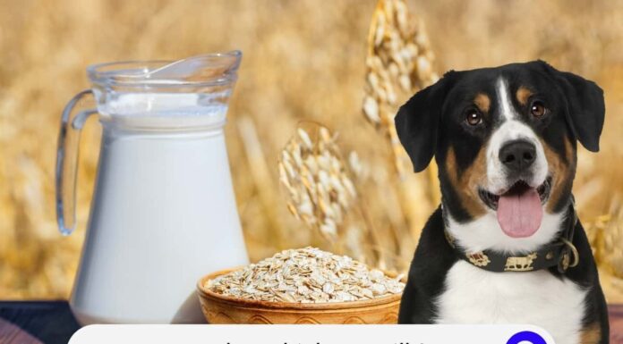 Can Dogs Drink Oat Milk? A Complete Guide for Pet Parents Can Dogs Have Almond