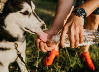 Is Sprite Bad for Dogs? The Truth About Dogs and Soft Drinks You Need to Know Right Now! My dog got into and drank a Sprite (caffeine free with NO xylitol). Should I be concerned?