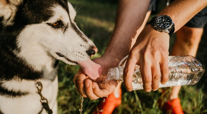 Is Sprite Bad for Dogs? The Truth About Dogs and Soft Drinks You Need to Know Right Now! My dog got into and drank a Sprite (caffeine free with NO xylitol). Should I be concerned?