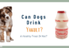 Can Dogs Drink Yakult? Everything You Need to Know About Giving Probiotic Drinks to Your Furry Friend Can Dogs Have Yakult?