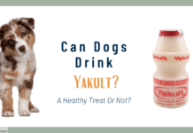 Can Dogs Have Ginger Ale Everything You Need to Know About Giving Your Pup This Fizzy Drink Pet Like Boss