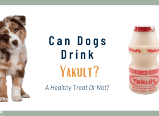 Can Dogs Drink Yakult? The Truth About Probiotic Drinks for Your Furry Friend Can Dogs Have Yakult?