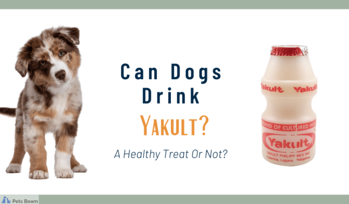 Can Dogs Have Yakult?