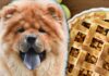 Can Dogs Eat Apple Pie? The Sweet Truth About This Human Dessert Can dogs eat apple pie?
