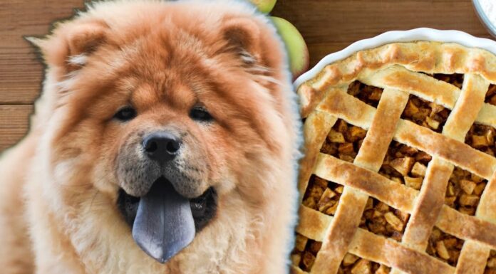 Can Dogs Eat Apple Pie? The Sweet Truth About This Human Dessert Can dogs eat apple pie?