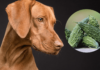 Can Dogs Eat Bitter Melon? A Complete Guide to Feeding This Veggie to Your Furry Friend Bitter Melon is Toxic To Dogs