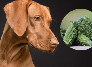 Can Dogs Eat Bitter Melon? A Complete Guide to Feeding This Veggie to Your Furry Friend Bitter Melon is Toxic To Dogs