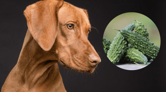 Can Dogs Eat Bitter Melon? A Complete Guide to Feeding This Veggie to Your Furry Friend Bitter Melon is Toxic To Dogs