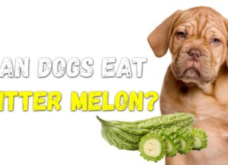 Can Dogs Eat Bitter Melon? Here’s What Every Pet Parent Should Know! Bitter Melon is Toxic To Dogs