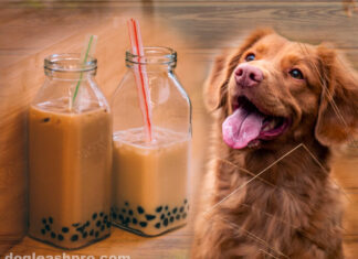 Can Dogs Have Boba? The Truth About Bubble Tea and Your Furry Friend Are tapioca pearls toxic to my dog if he eats 3 of them?