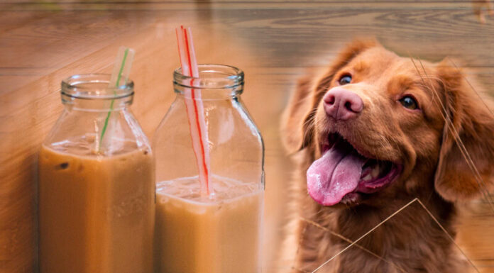 Can Dogs Have Boba? The Truth About Bubble Tea and Your Furry Friend Are tapioca pearls toxic to my dog if he eats 3 of them?
