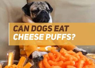Can Dogs Eat Cheetos Cheese Puffs? The Crunchy Truth Your Pup Needs to Know! Is it ok if my Dogs ate my Cheeto puffs I'm really worried about it : r/Advice