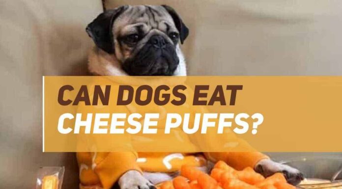 Can Dogs Eat Cheetos Cheese Puffs? The Crunchy Truth Your Pup Needs to Know! Is it ok if my Dogs ate my Cheeto puffs I'm really worried about it : r/Advice