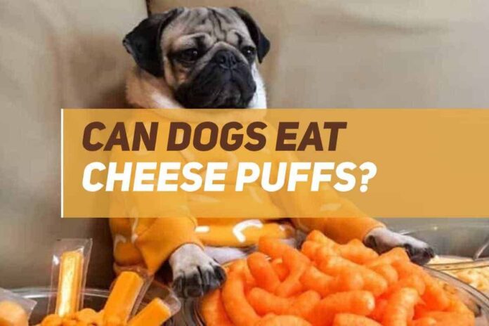 Is it ok if my Dogs ate my Cheeto puffs I'm really worried about it : r/Advice