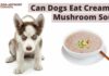 Can Dogs Eat Cream of Mushroom Soup? A Complete Guide to Safety and Risks Can Dogs Eat Mushroom Soup? Expert Answers & Advice