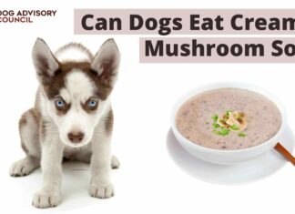 Can Dogs Eat Cream of Mushroom Soup? A Complete Guide to Safety and Risks Can Dogs Eat Mushroom Soup? Expert Answers & Advice