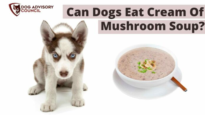 Can Dogs Eat Mushroom Soup? Expert Answers & Advice