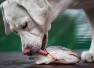 Can Dogs Eat Fish Heads? A Complete Guide to Feeding Fish Heads to Your Furry Friend
